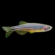Zebra Danio