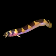 Khuli Loach