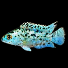 Electric Blue Jack Dempsey