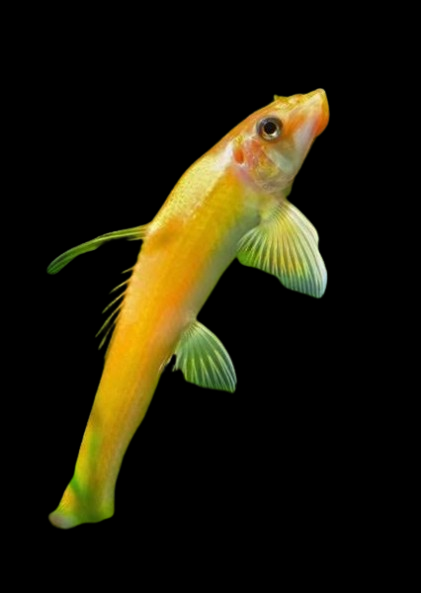 Albino Chinese Alage Eater