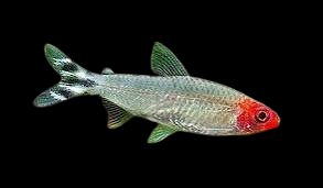 rummy nose tetra