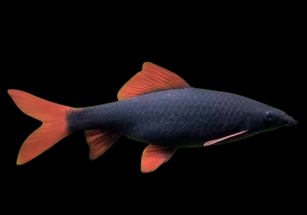rainbow shark