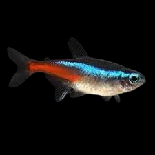 neon tetra