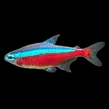 cardinal tetra