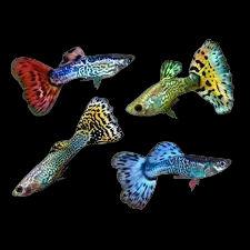 male assorted guppy