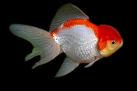 Red/white lionehead oranda