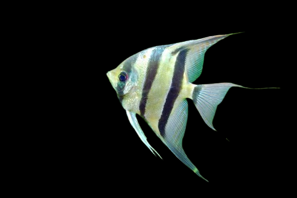 Angelfish