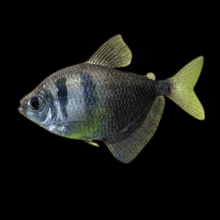 Black widow tetra