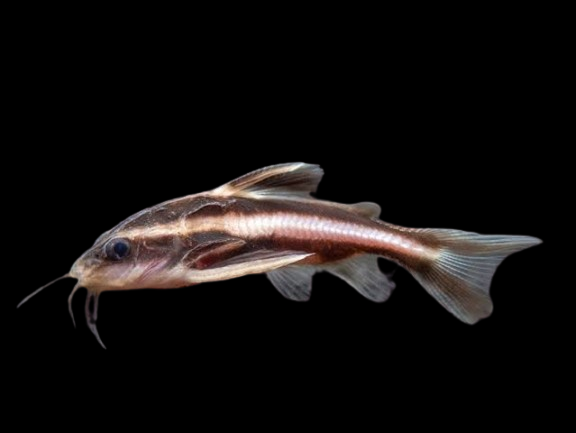 Striped Talking Catfish