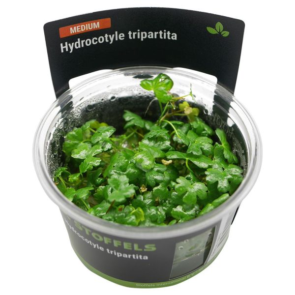 Stoffels Hydrocotyle tripartita TC