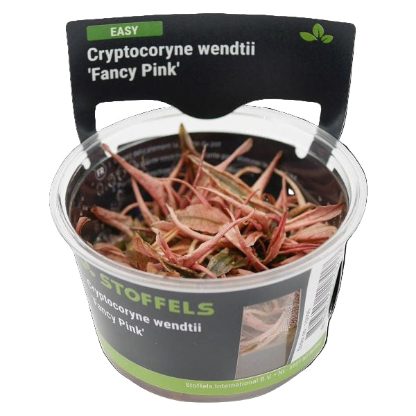 Cryptocoryne wendtii 'fancy pink' TC