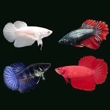 female siamese fighter fish