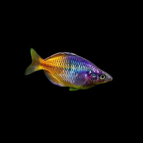 Boesemani Rainbow Fish