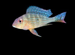 Geophagus Cichild
