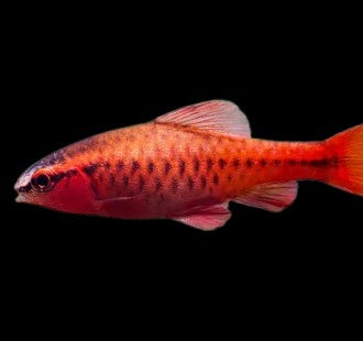 Cherry Barb