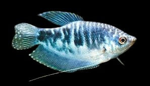 Blue Gosby gourami