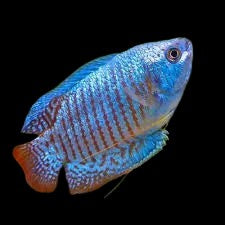 Blue Dwarf Gourami