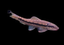 Chinese algae eater (normal)