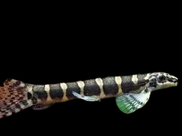 Serpent Loach