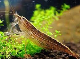 Bamboo Shrimp
