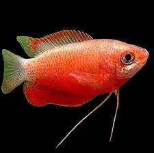 Red Robin/Honey Gourami
