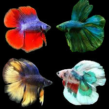 Double Tail Fighter fish male