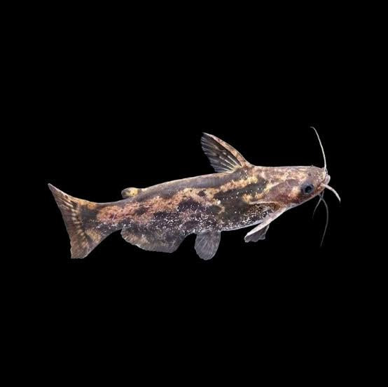 Wood Catfish