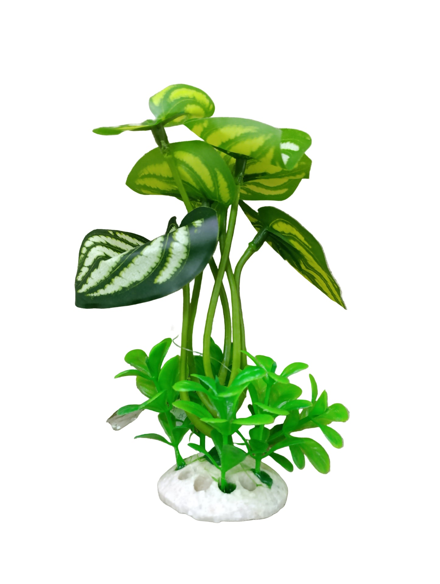 Aquarium plant 5