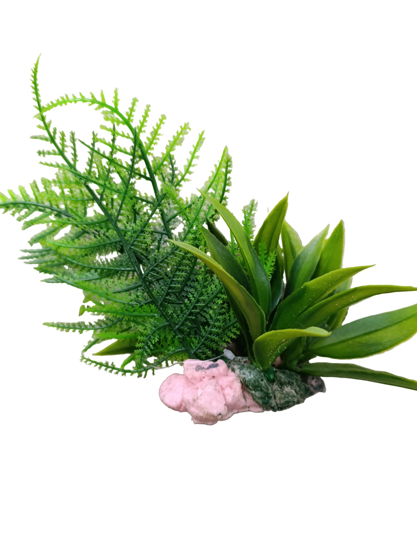 aquarium plant 10