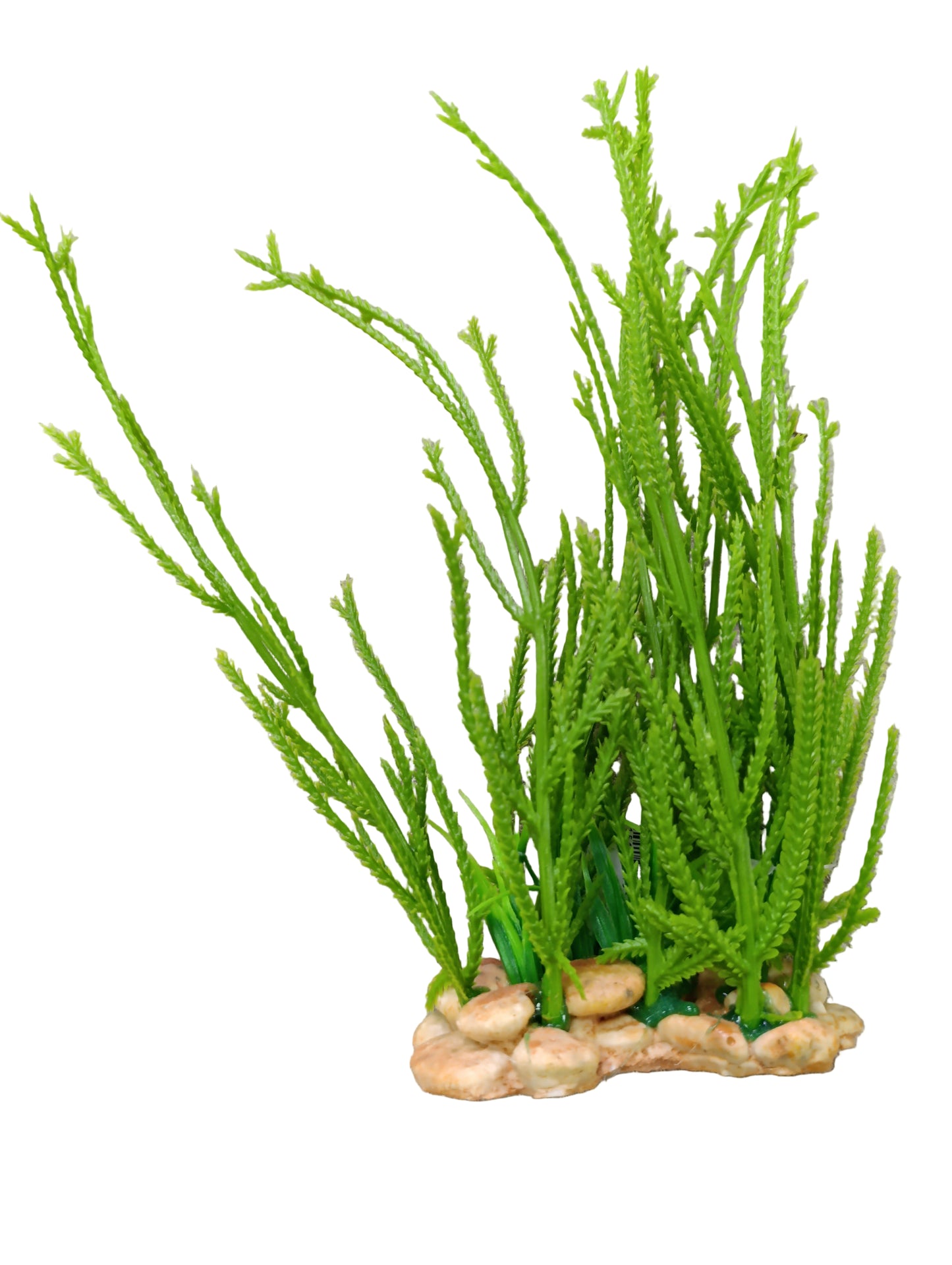 Aquarium plant 2