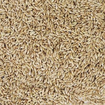Plain canary 1KG