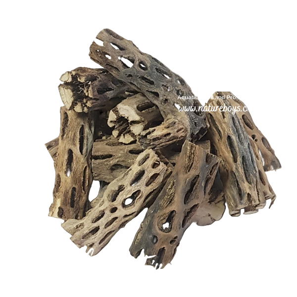 Nature boys cholla fingers 1