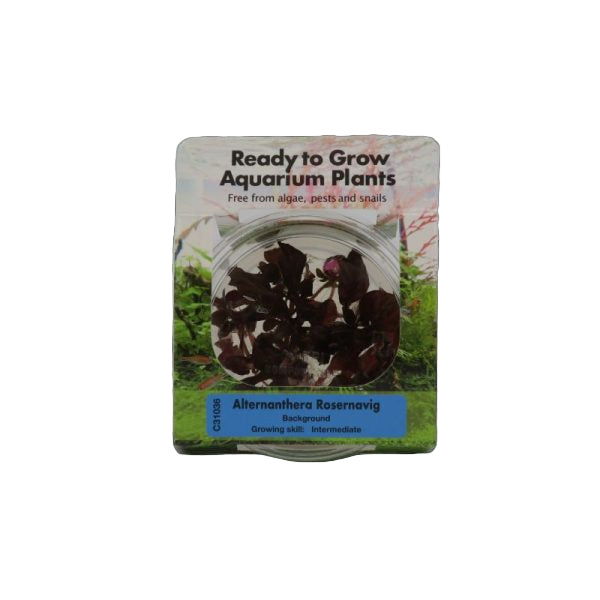 RTG Alternanthera rosernavig TC