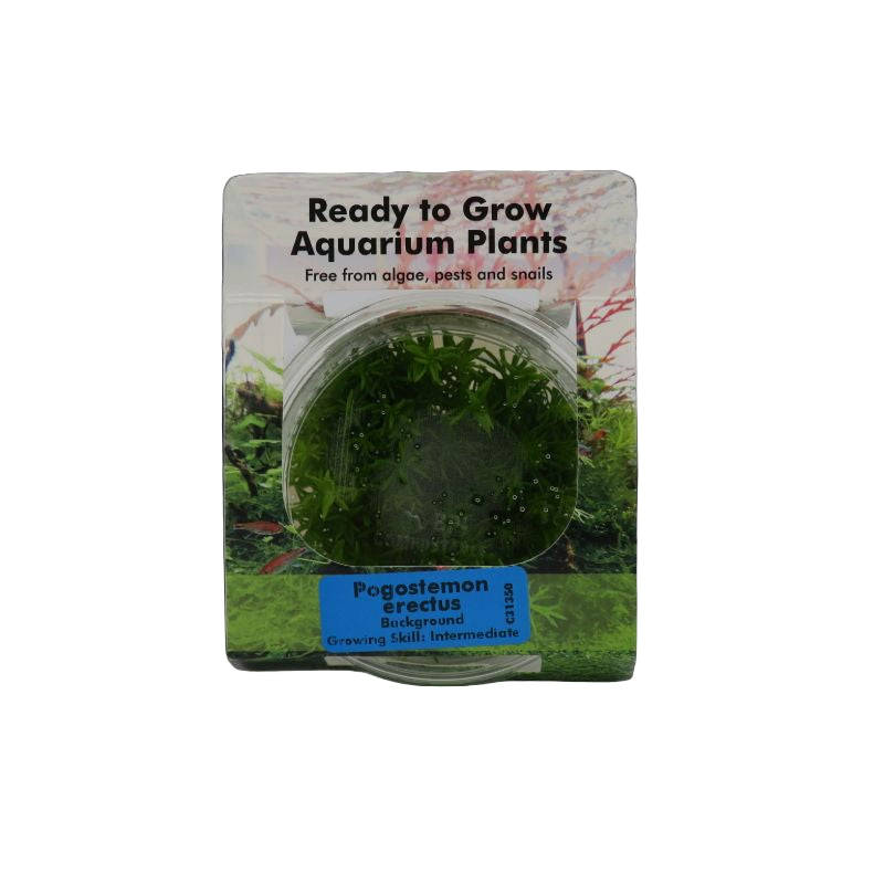 RTG Pogostemon erectus TC