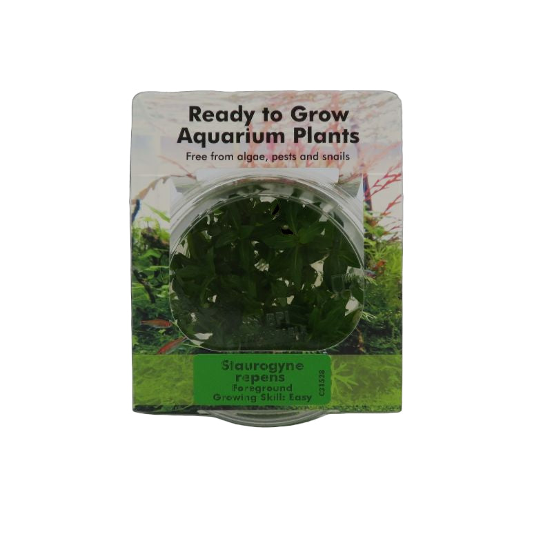 RTG Staurogyne repens TC