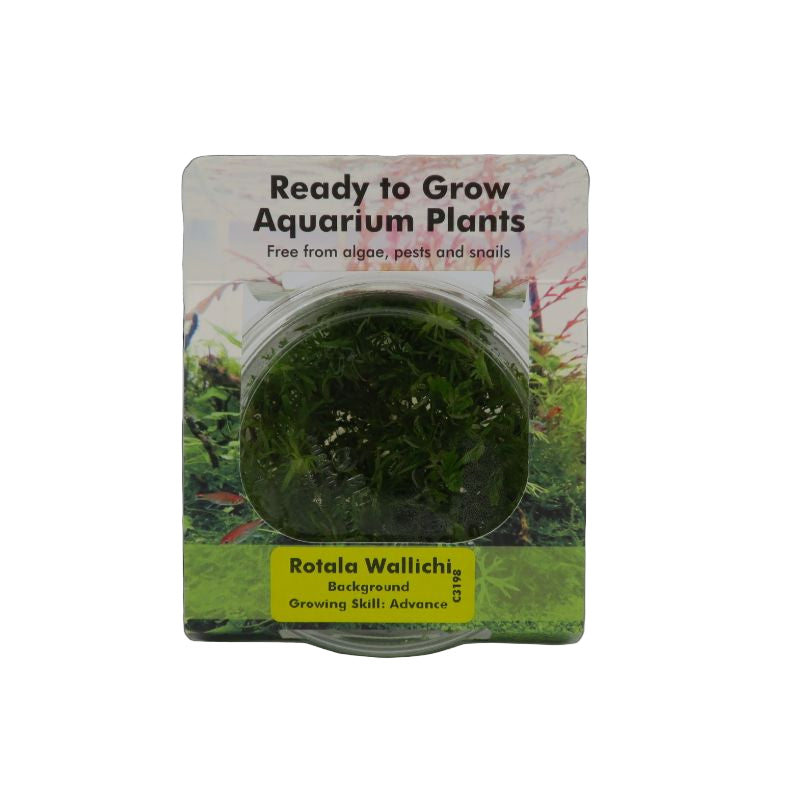 RTG Rotala Wallichi TC