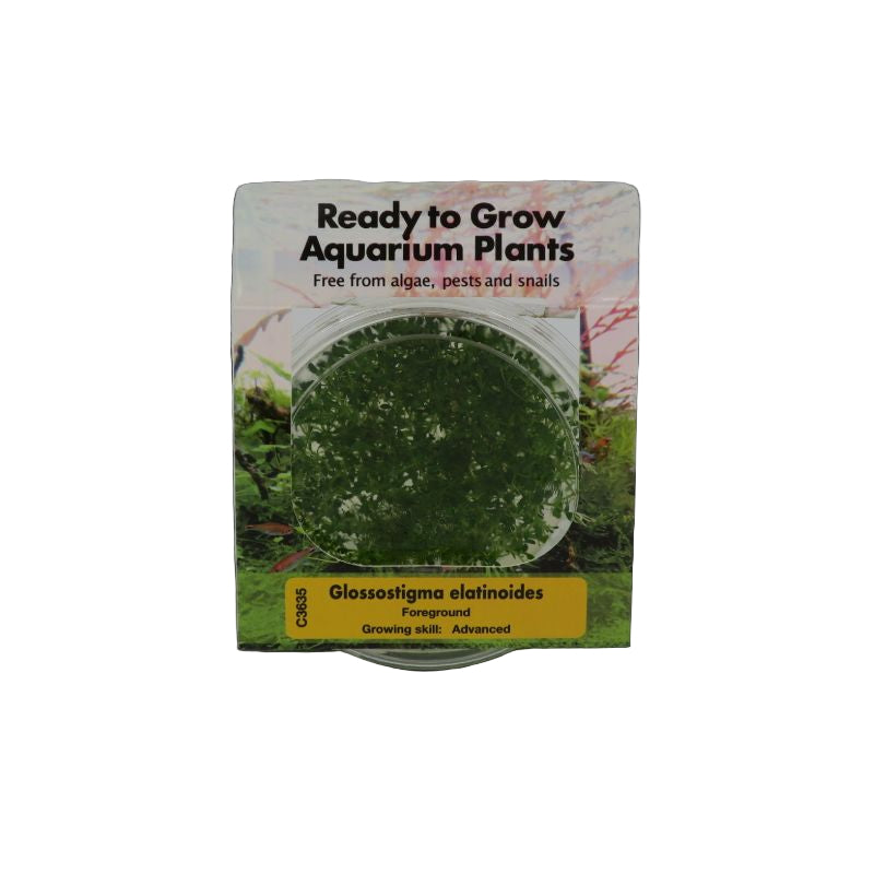 RTG Glossostigma elatinoides TC