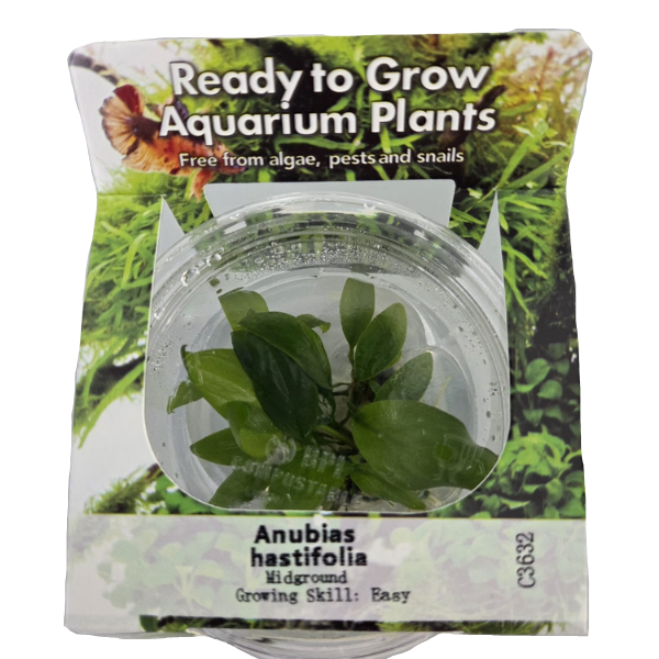 RTG Anubias hastifolias tc