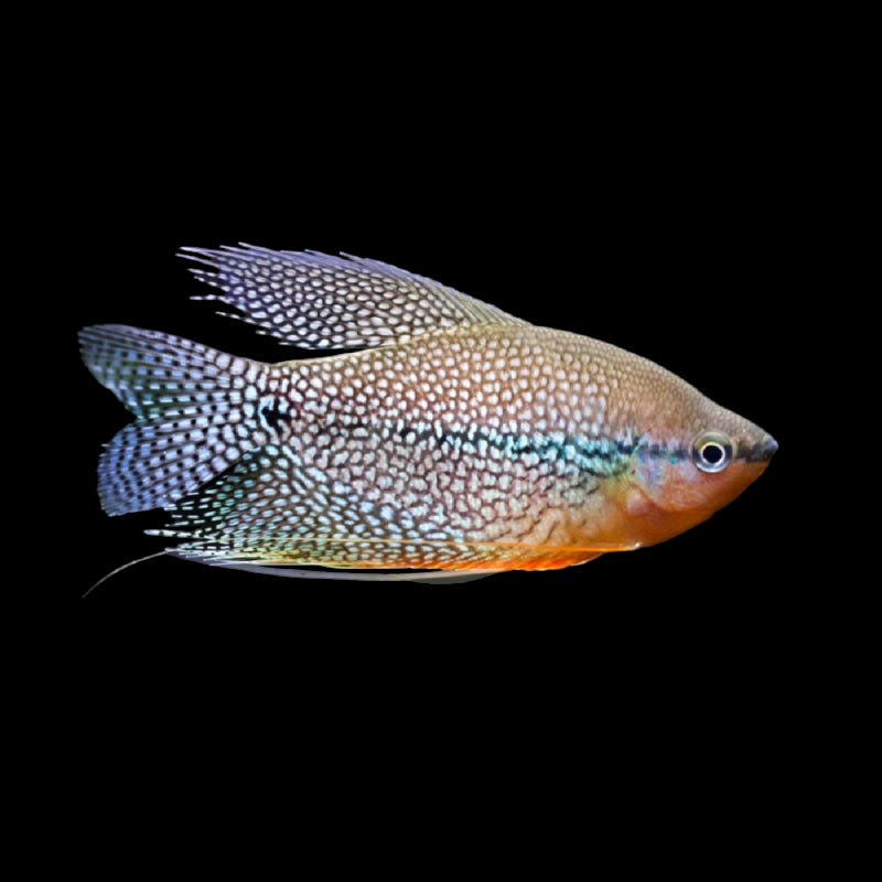 Pearl Gourami
