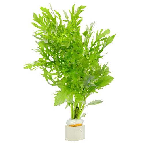 hydrocotyle difformis