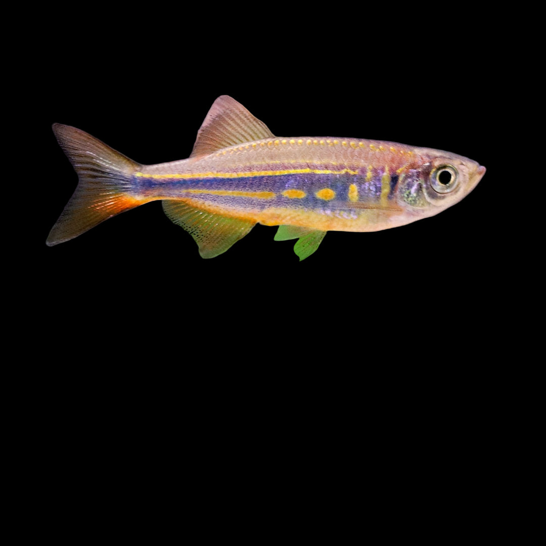 Giant Danio