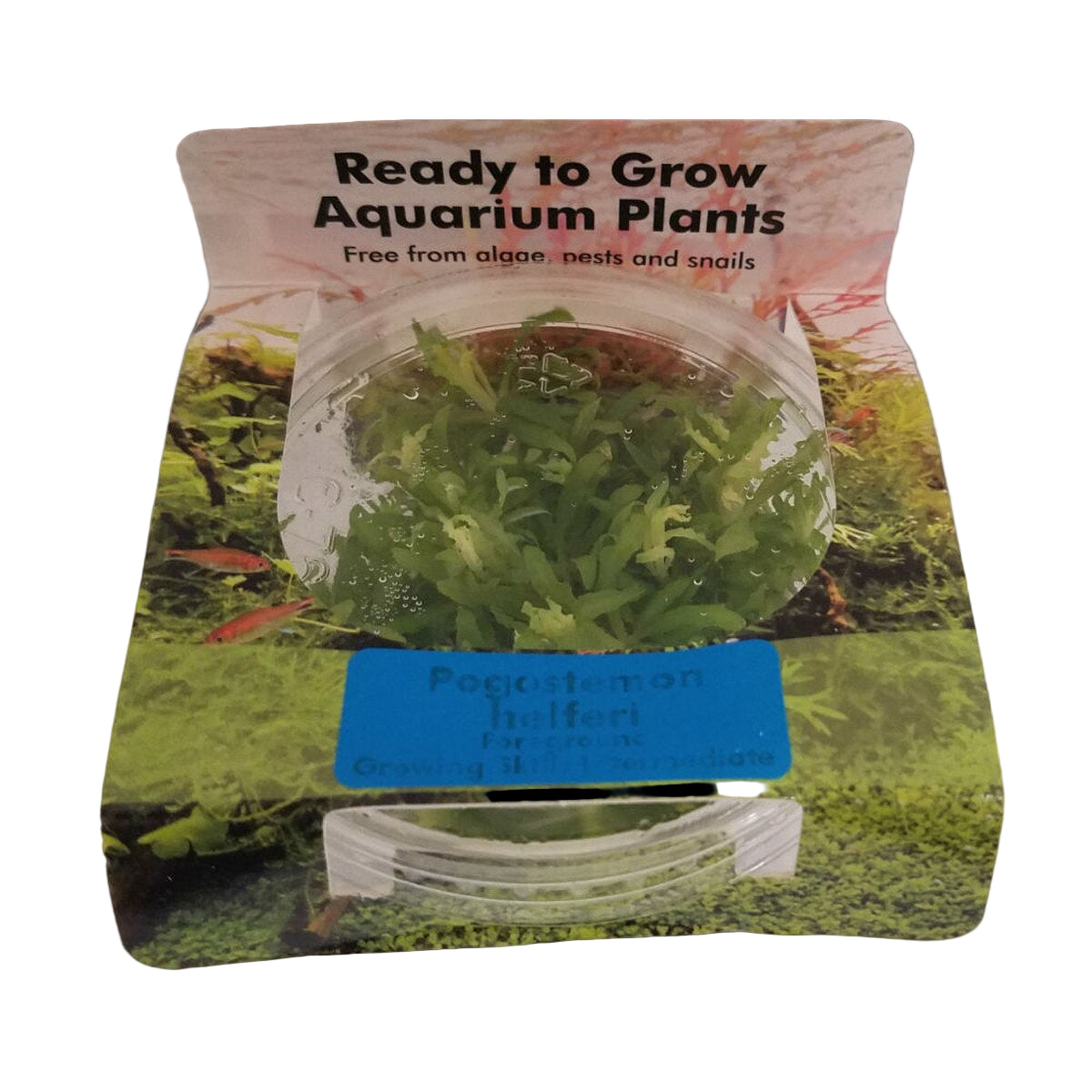 RTG Pogostemon helferi TC