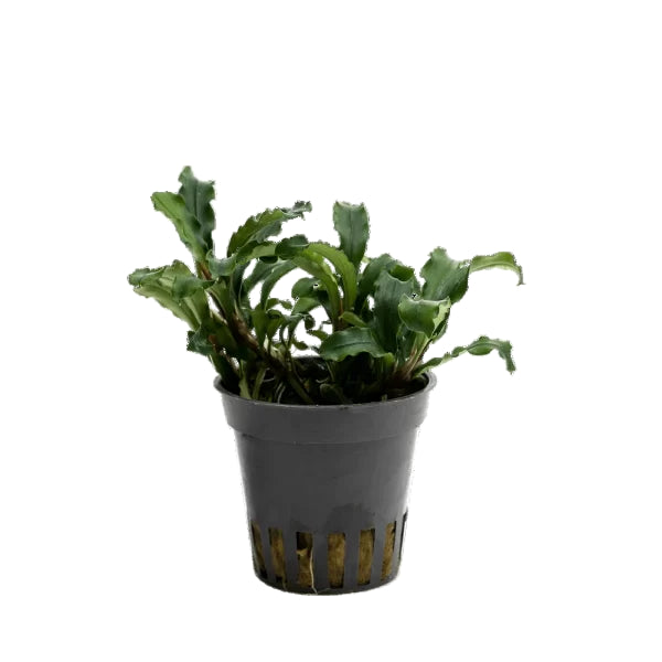 Stoffels Bucephalandra sp. 'green velvet'