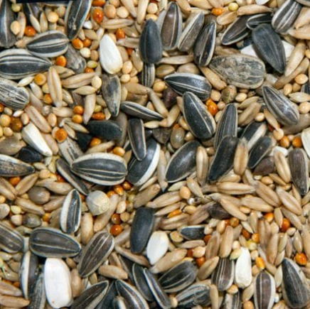 cockatiel seeds plain 2kg