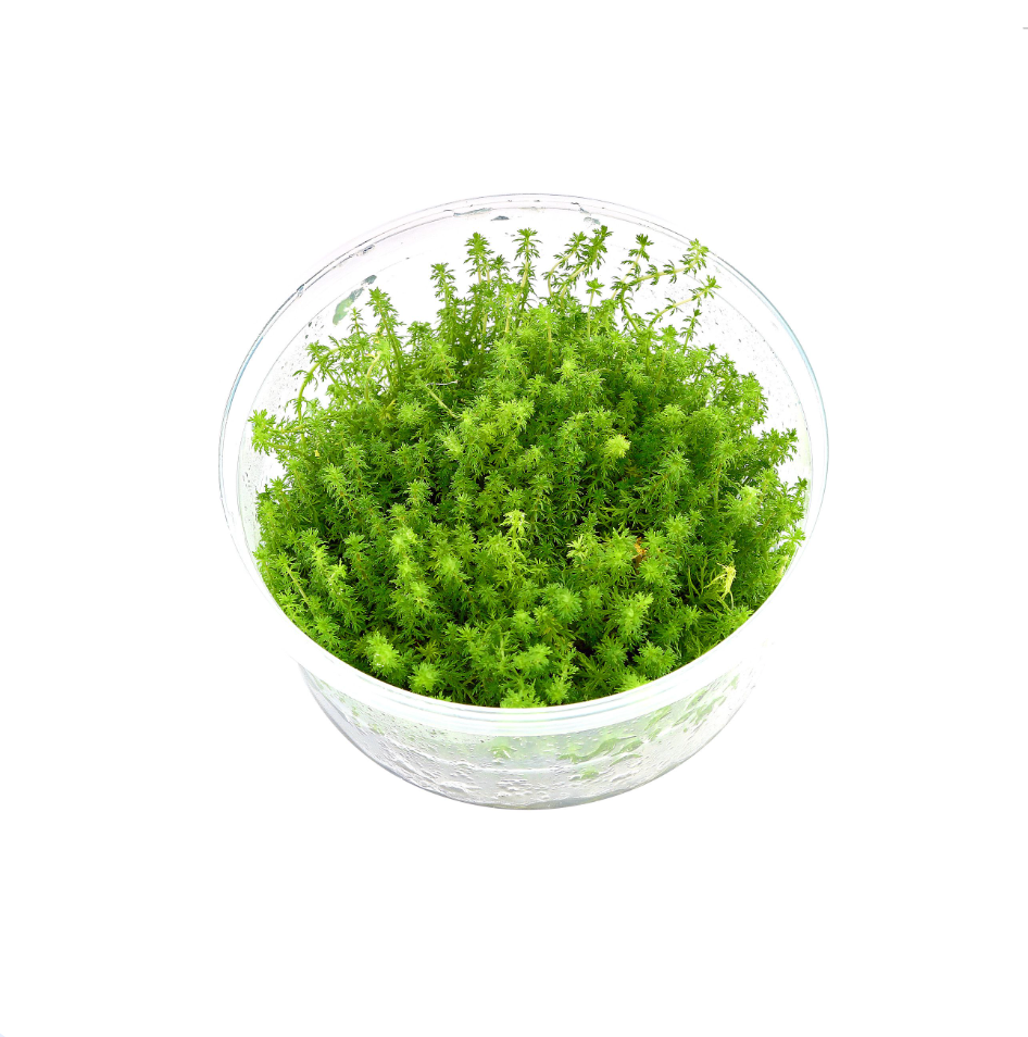 Myriophyllum guyana tc