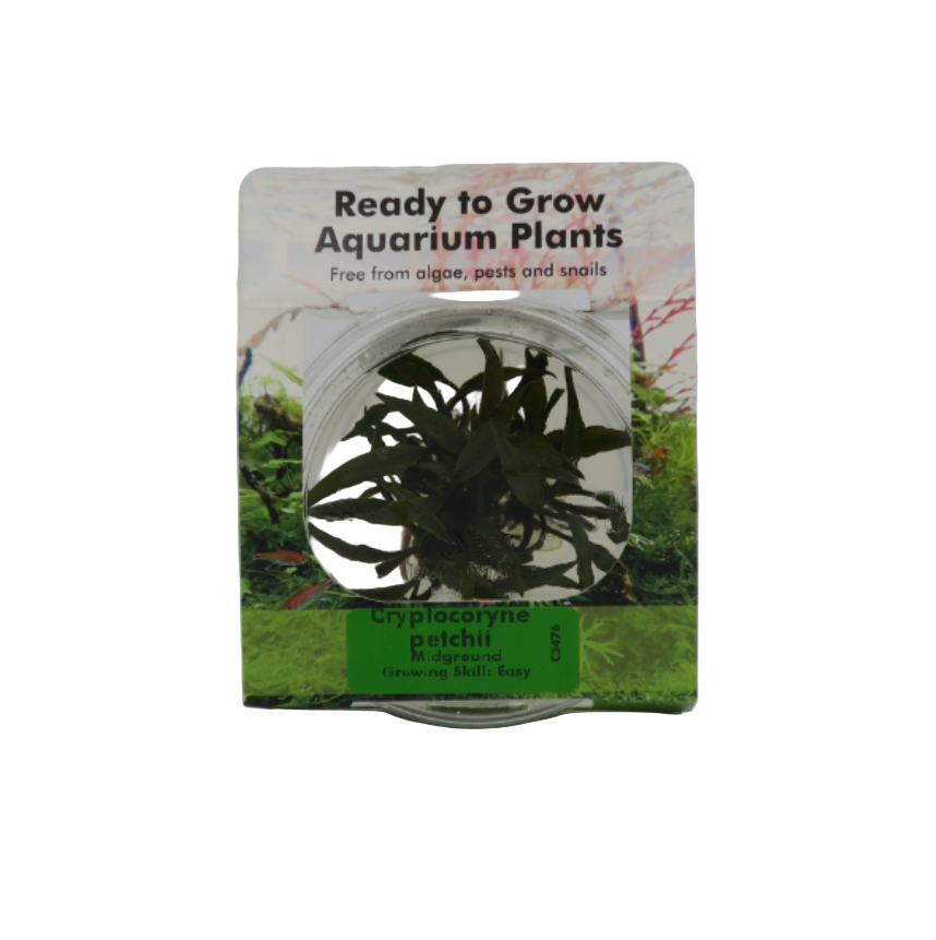 RTG Cryptocoryne petchii TC