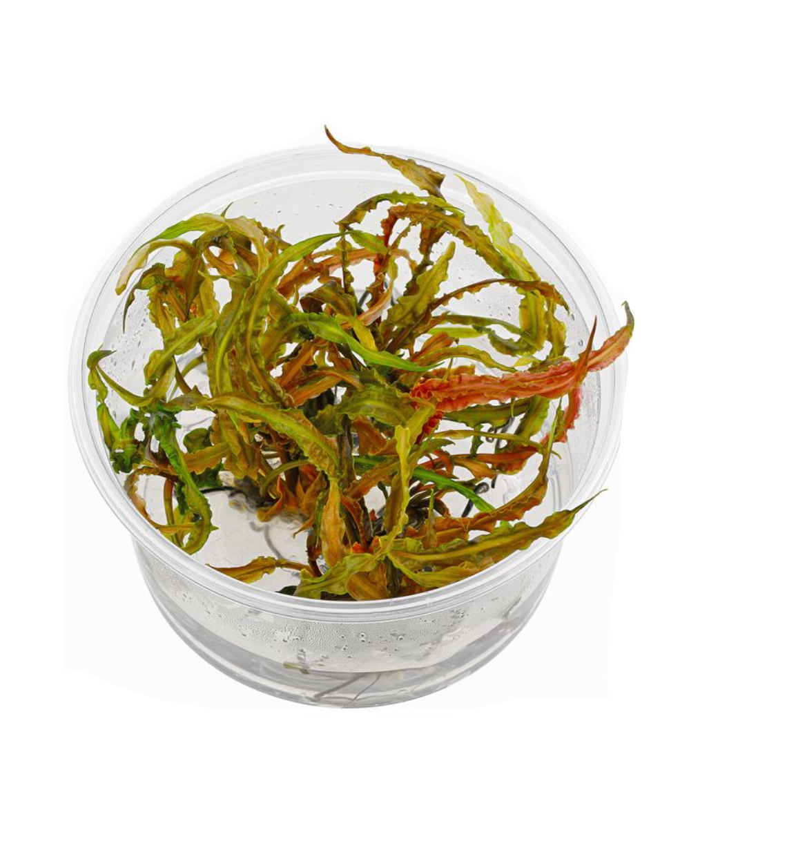 RTG Cryptocoryne crispatula tc