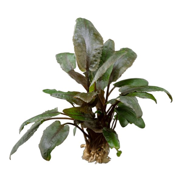 RTG Cryptocoryne Mi Oya TC