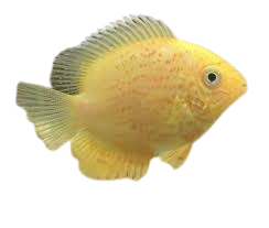 Red spotted golden deacon