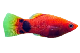 red mickey mouse platies 30mm